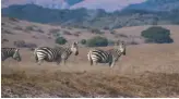  ??  ?? Zebras grazing near Hearst Castle