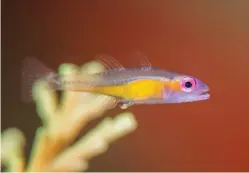  ??  ?? Pink-eyed gobies lay their eggs on the branches of certain Acropora corals. They grow to a length of no more than 2.5cm as adults so, despite their stunning colouratio­n, are often overlooked.