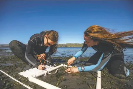  ?? -hoÜos Qî Rrian ieålner / 0¶ecial Üo The Chronicle aboratory. ?? Aurora Ricart (left) and Melissa Ward are coŽauthors of the study done for the UC Davis Bodega Marine