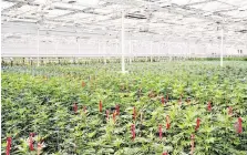  ?? THE CANADIAN PRESS/HO-APHRIA ?? Licensed medical marijuana producer Aphria Inc.’s quarterly profit got a boost from growth in revenue, which doubled year-over-year, to $10.3 million, and new medical patients.