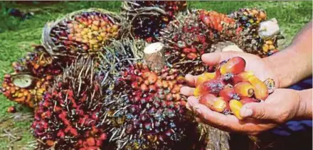  ?? PIC BY SYAFEEQ AHMAD ?? Malaysia’s palm oil stockpile rose 11.5 per cent month-on-month to 1.64 million tonnes last month, driven by higher output and weaker exports.