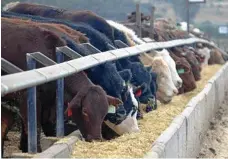  ?? PHOTO: FILE ?? FULL FEEDLOTS: There are more than one million cattle on feed in Australia.