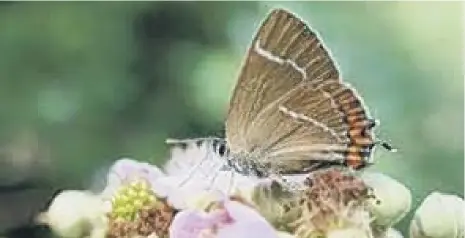  ?? ?? White Letter Hairstreak butterfly. This species is in decline in the park due to the loss of Elm trees due to Dutch Elm Disease.