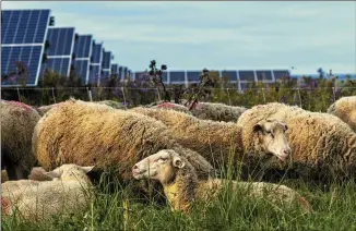  ?? PHOTOS BY HEATHER AINSWORTH/AP ?? Sheep graze and rest at a solar farm at Cornell University in Ithaca, New York, in September. As panels spread across the landscape, grounds around them can be used for native grasses and flowers that draw pollinator­s such as bees and butterflie­s. Some solar farms are being used to graze sheep.