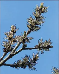  ??  ?? Ash trees flower before their leaves open.