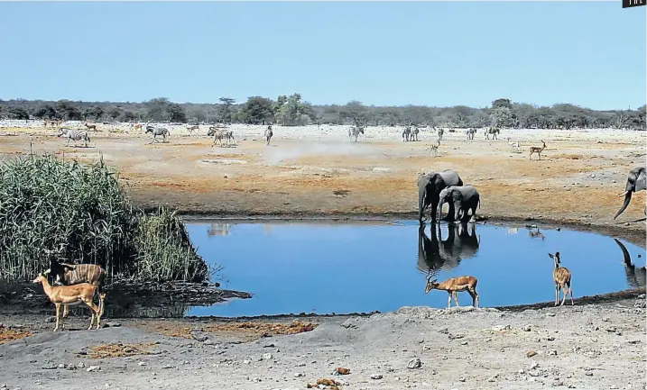  ?? Pictures: Elizabeth Sleith ?? SCATTERLIN­GS OF AFRICA Several creatures at the Chudop waterhole in the Etosha National Park hang back as the elephants arrive for a drink.