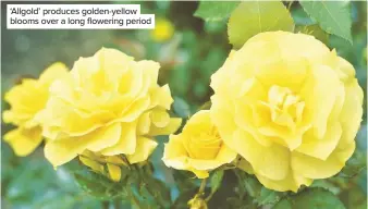  ??  ?? ‘Allgold’ produces golden-yellow blooms over a long flowering period