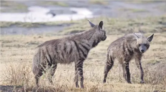  ?? Fotos: Faunatura ?? Die Hyaena hyaena ist eine in vielen Gegenden Afrikas und Asiens gefürchtet­e, aber auch nützliche Art.