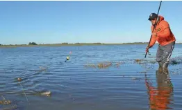  ??  ?? En Las Barrancas los piques se dieron bien pegados a la vegetación emergente, con líneas de flote. Se recomienda llevar botas de gomas o algún traje que preste comodidad para moverse.