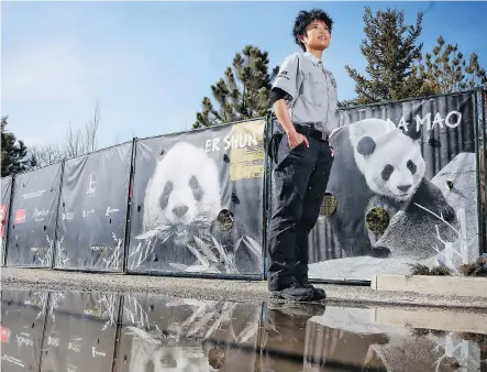  ?? LEAH HENNEL ?? Calgary native Cissy Kou, who first worked with pandas in Hong Kong, will care for the bears during their five-year stay at the Calgary Zoo.