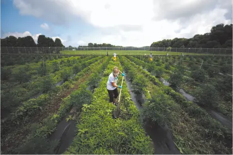  ?? BLOOMBERG PHOTO ?? A worker turns up soil between rows of cannabis at WeedMD’s outdoor growing facility in Strathroy, Ont.