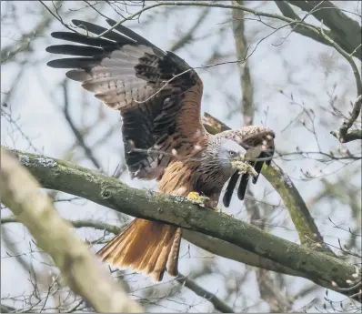  ?? PICTURE: JAMES HARDISTY ?? ‘BIRDS OF FARMLAND’: Red kites have flourished since their release on the Harewood Estate in 1999.