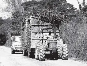  ??  ?? In this file photo, cane is being hauled to the Long Pond Sugar Factory in Trelawny.