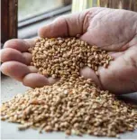  ??  ?? A picture shows grain for making flour at Martry Mill in Kells.