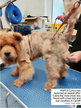  ?? CARDIFF DOGS HOME ?? RSPCA Cymru has launched an appeal after Cobra the chow chow was found with a bad skin and eye condition in Cardiff