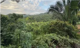  ?? Photograph: Watachik ?? The Amazon rainforest near Sarayakill­o. Nature has similar legal rights to humans under Ecuador’s constituti­on.