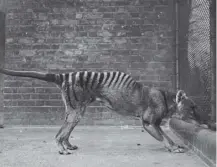  ??  ?? 0 The last thylacine – also known as the Tasmanian tiger or wolf – died on this day in 1936 in an Australian zoo