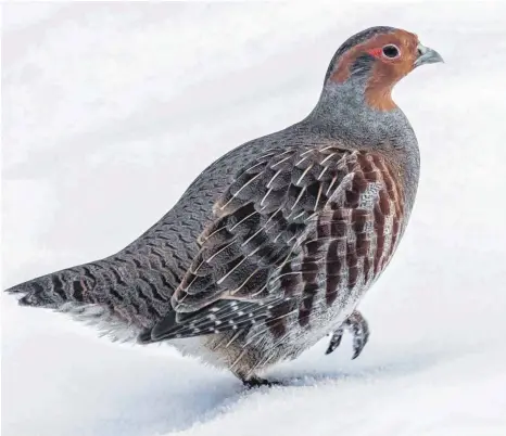  ?? FOTOS: IMAGO/DOMINIK PRANDL ?? Rebhühner konnte man früher fast überall in Europa antreffen. Heute gibt es die Vögel mit dem rostfarben­en Kopf in vielen Regionen gar nicht mehr, in anderen Gegenden sind sie selten geworden.