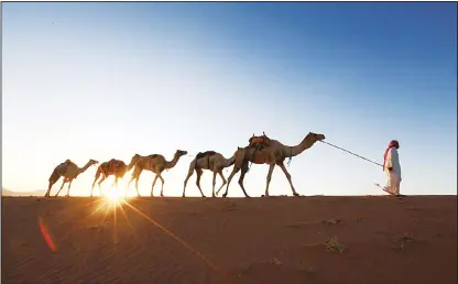  ??  ?? A Saudi man leads camels as he heads back home from a training center on April 1, near the city of Tabuk, located some 1,500 km northwest of the capital Riyadh. (AFP)