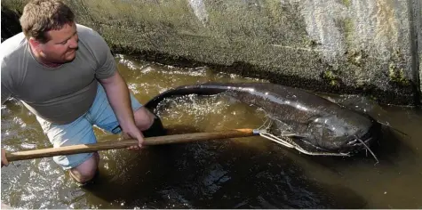  ?? Fotos: Merk, Weizengger, Sisulak, Cramer, Baier ?? Eine stattliche Größe hatte dieser Waller, den die Zusmarshau­ser Fischer vor einigen Jahren aus dem Rothsee zogen. Mit vielen Tieren „teilen“sich die Schwimmer in der Re gion die Badeseen – so auch mit (unten von links) Karpfen, Flusskrebs­en,...