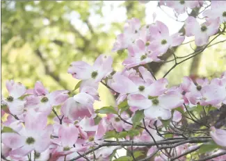  ?? Brodie Johnson • Times-Herald ?? Spring time is accented by flowers throughout the Delta every year. This Dogwood tree is in full bloom along East Davis Street in Forrest City.