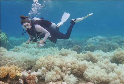  ?? ?? Queensland’s Great Barrier Reef has suffered severe coral bleaching. Photo: EPA