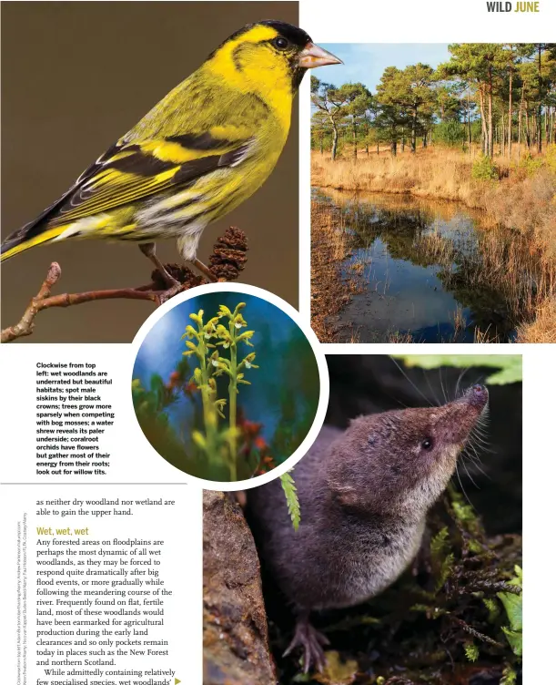  ??  ?? Clockwise from top left: wet woodlands are underrated but beautiful habitats; spot male siskins by their black crowns; trees grow more sparsely when competing with bog mosses; a water shrew reveals its paler underside; coralroot orchids have flowers but gather most of their energy from their roots; look out for willow tits.