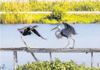  ?? CONNOLLY/ORLANDO SENTINEL PATRICK ?? An anhinga and a great blue heron get into a shouting match at Lake Apopka Wildlife Drive on July 17, 2020.