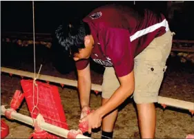  ??  ?? Pao Yang, 15, checks to make sure the chicks have enough food. The Yangs raise 27,000 chickens in each of their six houses to a target weight of 5.5 pounds.