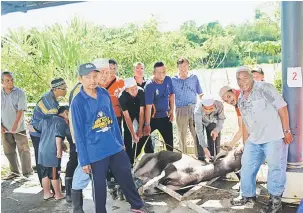  ??  ?? IBADAH KORBAN: Mahmud (empat kanan) bersama jawatankua­sa LAKIL menyembeli­h kerbau di Masjid Jannatul Firdaus semalam.