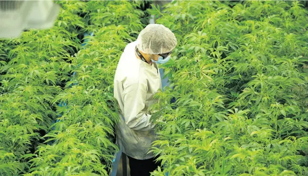  ?? SEAN KILPATRICK / THE CANADIAN PRESS ?? Canopy Growth’s Tweed facility in Smiths Falls, Ont. A massive buy-in by Constellat­ion Brands has slowed those short-selling Canopy.