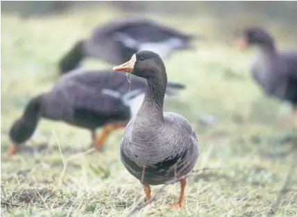  ?? Andy Hay (rspb-images.com) ?? > White-fronted geese