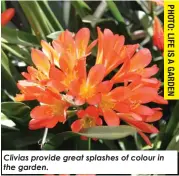  ?? ?? Clivias provide great splashes of colour in the garden.