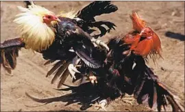  ?? Luis Sinco Los Angeles Times ?? THOUSANDS of fighting roosters were seized last year in an illegal operation in Val Verde, the largest in U.S. history, authoritie­s say. Above, a fight in Compton.