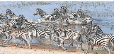  ?? ?? Große Zebraherde­n durchstrei­fen die Kalahari.