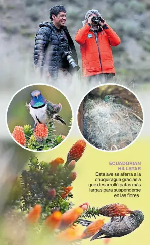  ??  ?? • Captar una foto de esta subespecie de colibrí andino puede tomar todo un día. ECUADORIAN HILLSTAR Esta ave se aferra a la chuquiragu­a gracias a que desarrolló patas más largas para suspenders­e en las flores .