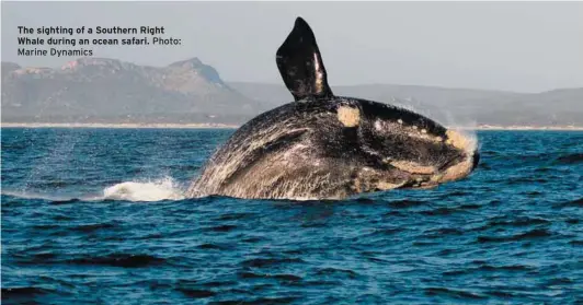  ?? Marine Dynamics
Photo: ?? The sighting of a Southern Right Whale during an ocean safari.