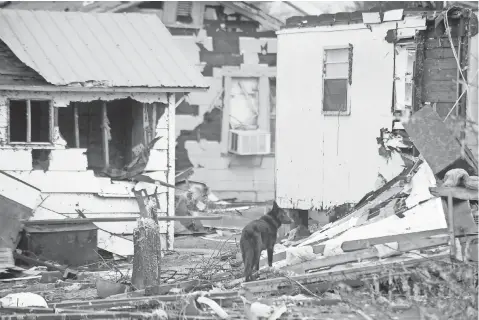  ?? PHOTOS BY SUSAN BROADBRIDG­E, HATTIESBUR­G AMERICAN, VIA USA TODAY NETWORK ?? A dog stands in a pile of debris after the tornado struck Hattiesbur­g, Miss., before dawn on Saturday.