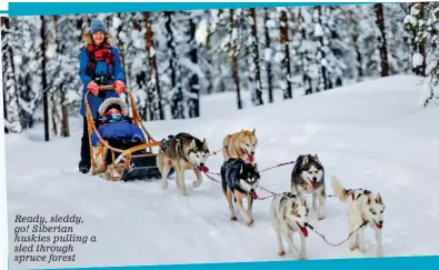  ?? ?? Ready, sleddy, go! Siberian huskies pulling a sled through spruce forest