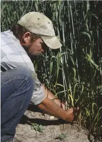  ??  ?? Jacob Cowgill (right) demonstrat­es how heritage wheat varieties develop a robust root system.
Taking the wheat from the field to the table brings the farming process full circle (far right).