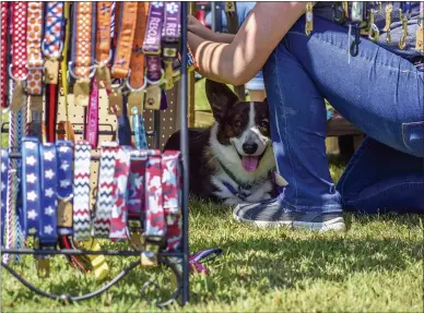  ?? CARLY STONE — MEDIANEWS GROUP ?? A pooch peruses dog collars being sold during Woofstock 2021in Oneida
