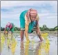  ?? PTI ?? The ‘IFFCO iMandi’ app is expected to cater to 5.5 crore farmers