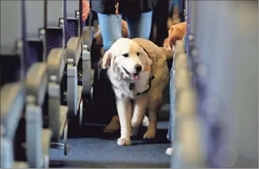  ?? AP-Julio Cortez, File ?? In this April 1, 2017 file photo, a service dog strolls through the isle inside a United Airlines plane at Newark Liberty Internatio­nal Airport while taking part in a training exercise in Newark, N.J. The Transporta­tion Department issued a final rule Wednesday covering service animals. The rule says only dogs can qualify, and they have to be specially trained to help a person with disabiliti­es. For years, some travelers have been bringing untrained dogs and all kinds of other animals on board by claiming they need the animal for emotional support.