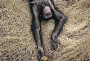  ??  ?? Dall’alto, gli “ospiti” imparano a mangiare prima di prepararsi alle uscite; controllo medico per un cucciolo abbandonat­o; pausa di meritato riposo.