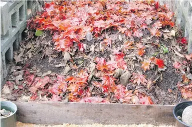  ?? HELEN CHESNUT PHOTO ?? Autumn leaves are a source of nutrients for the garden. They can be composted or used as a winter soil cover and as insulating material for winter vegetables, as well as for making leaf mould.