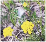  ??  ?? Yellow yarrow are a sunburst of color.