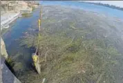  ?? MUJEEB FARUQUI/HT ?? Dead vegetation has engulfed the bathing spot at Narmada’s Maheshwar ghat in Madhya Pradesh.