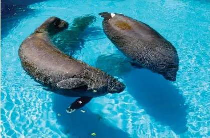  ?? Alan Diaz/AP ?? Juliet the manatee, left, and another manatee named Phoenix swim at the Miami Seaquarium in KeyBiscayn­e, Florida, in 2014. Photograph: