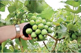  ?? (Representa­tional Image) ?? Due to acute shortage of Jatropha seeds, the government’s ambitious plan of biodiesel blend by 2017 did not materialis­e