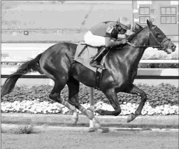  ?? COADY PHOTOGRAPH­Y ?? Pirate’s Punch may run next Sept. 29 in the Oklahoma Derby.